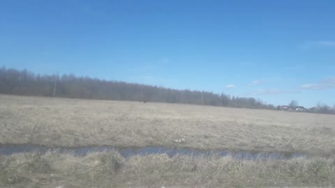 Elk ran across the road