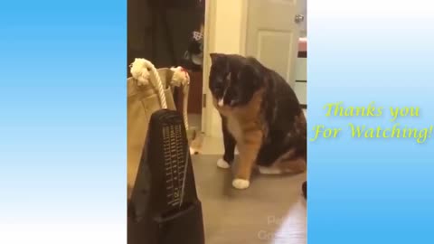 unny and Cute Cat's Life 👯😺 Cats and Owners are the best friends Videos