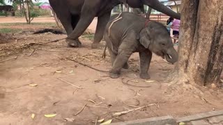 ดีใจ!! ได้กระดิ่งคออันใหม่!! อย่าหลบสิมนุษย์ baby elephant