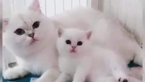 Baby Cats Cute and Funny Cat Videos Compilation 2021