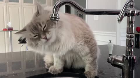 Siberian cat drinks water from the tap
