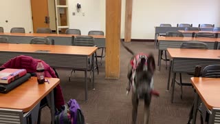 Service Dog: Enthusiastic "Come," Take 1!