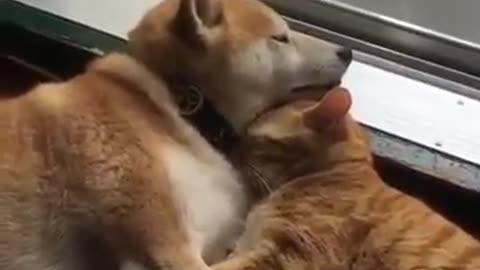 Die of cuteness - Dog and cat sleeping