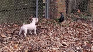 Doggy Gets Into Barking Battle With a Plastic Bag