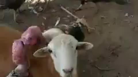 Turkey hens fighting and goat is is stopping