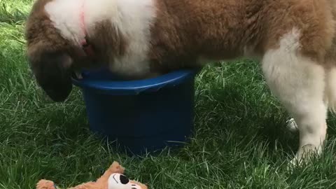 St. Bernard vs Bucket