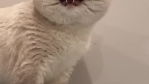 Very beautiful cat voice and natural seen