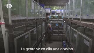 Ranas colombianas, un mercado en crecimiento [Video]