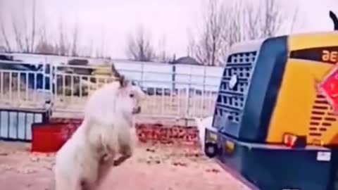 Compilation of funny moments of animals