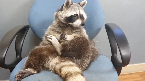 Raccoon playing with grass with small hands