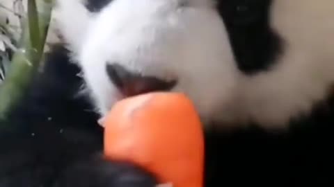 Baby Panda Having Carrots