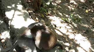 Monkeys being weird