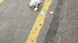 Сat eats sour cream with his paw