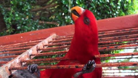 Funny situations and comic jokes for a naughty red parrot