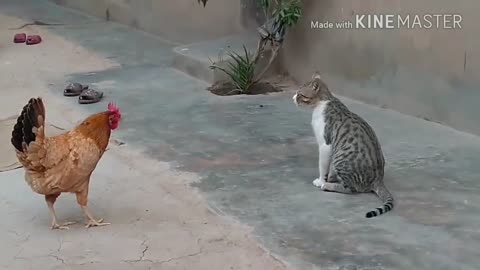 cat vs chicken battle