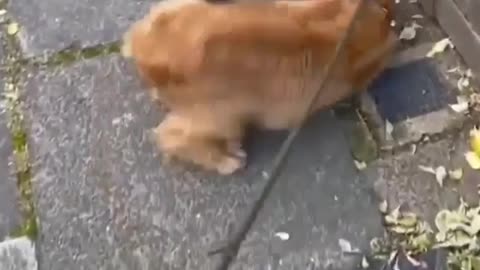 lovely dog ​​happy to find another dog on the street walking