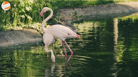 Flamingo Dance