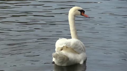 White swan looking for food