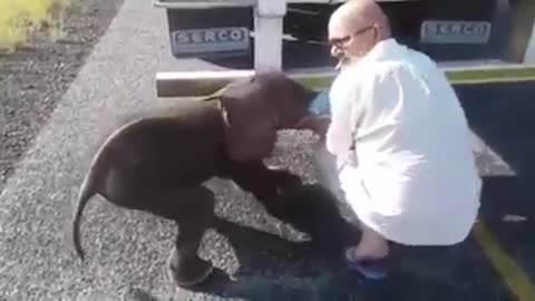 Thirsty baby elephant appears out of nowhere getting the help of truck drivers