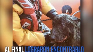 Storm, un pastor alemán que estaba perdido en el mar.