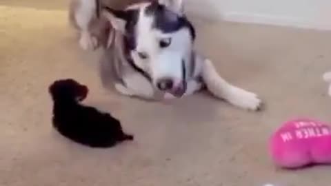 Little puppy loves to play with husky