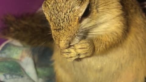 Sneezing pet squirrel will brighten your day