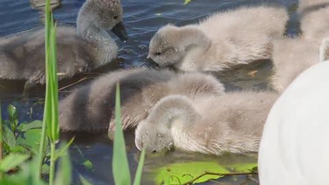 Swan baby swim with family