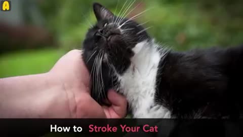 Cat Language Explained easier