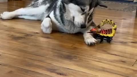 Annoying toy won't stop this pup from taking a nap
