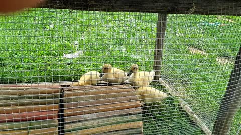 Processing some male ducks