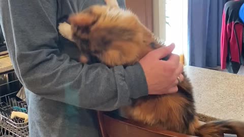 Cuddly Kitty Loves Her Human