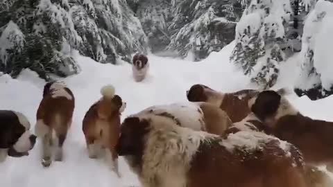 Pets on a walk in a snowy forest
