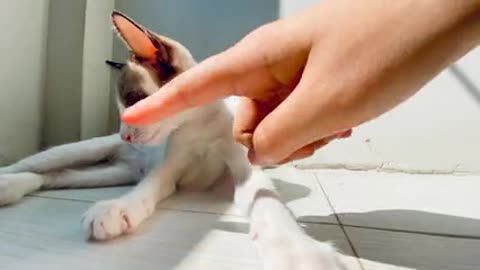 Cute cat funny play