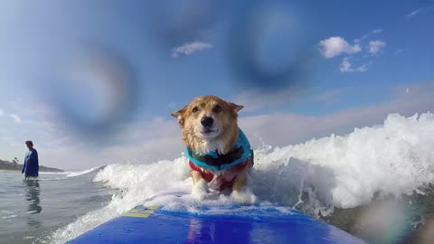 Dog Wins Surfing Competitions After He Got Badly Attacked