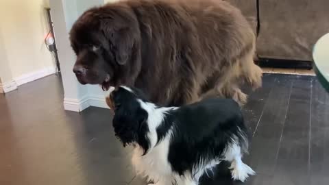 Giant Newfoundland dog burps after his snack