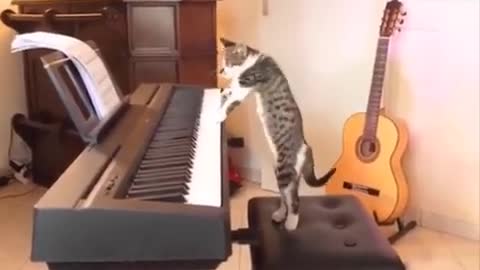 Funniest Cats 😹 - better video