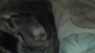Cat Playing With Her Owner's Hair