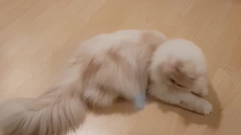 Funny Cat dancing Symba