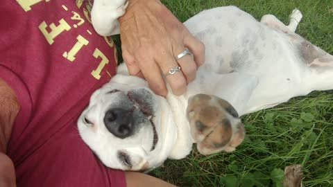 Happy Doggy Literally Smiles During Belly Rubs