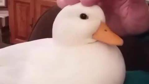 White duck receives some love and affection from the owner