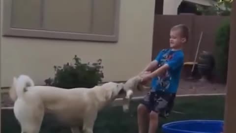 Funny Dog Makes A Little Kid Fall into The Water #Shorts