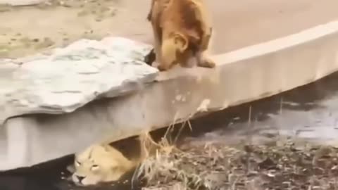 New Two Lion animal Funny Video@😂#Short​ & #Shorts​
