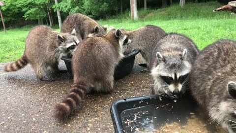 Multiple Species Mingle to Enjoy a Meal