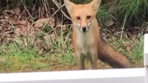 A fox checking me out