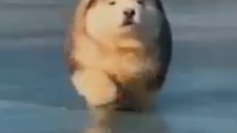 Fat and cute dog