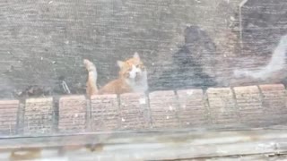 Dog scratching at window at orange cat on the floor