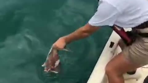 HAND FEEDING A SHARK