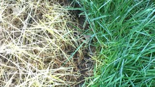Ants under a wheelbarrow! Backyard discoveries.