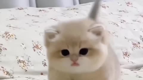 Cute baby cat