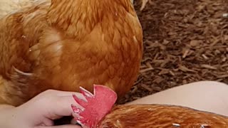 Fly Photobombs a Chicken Eating Ice Cream